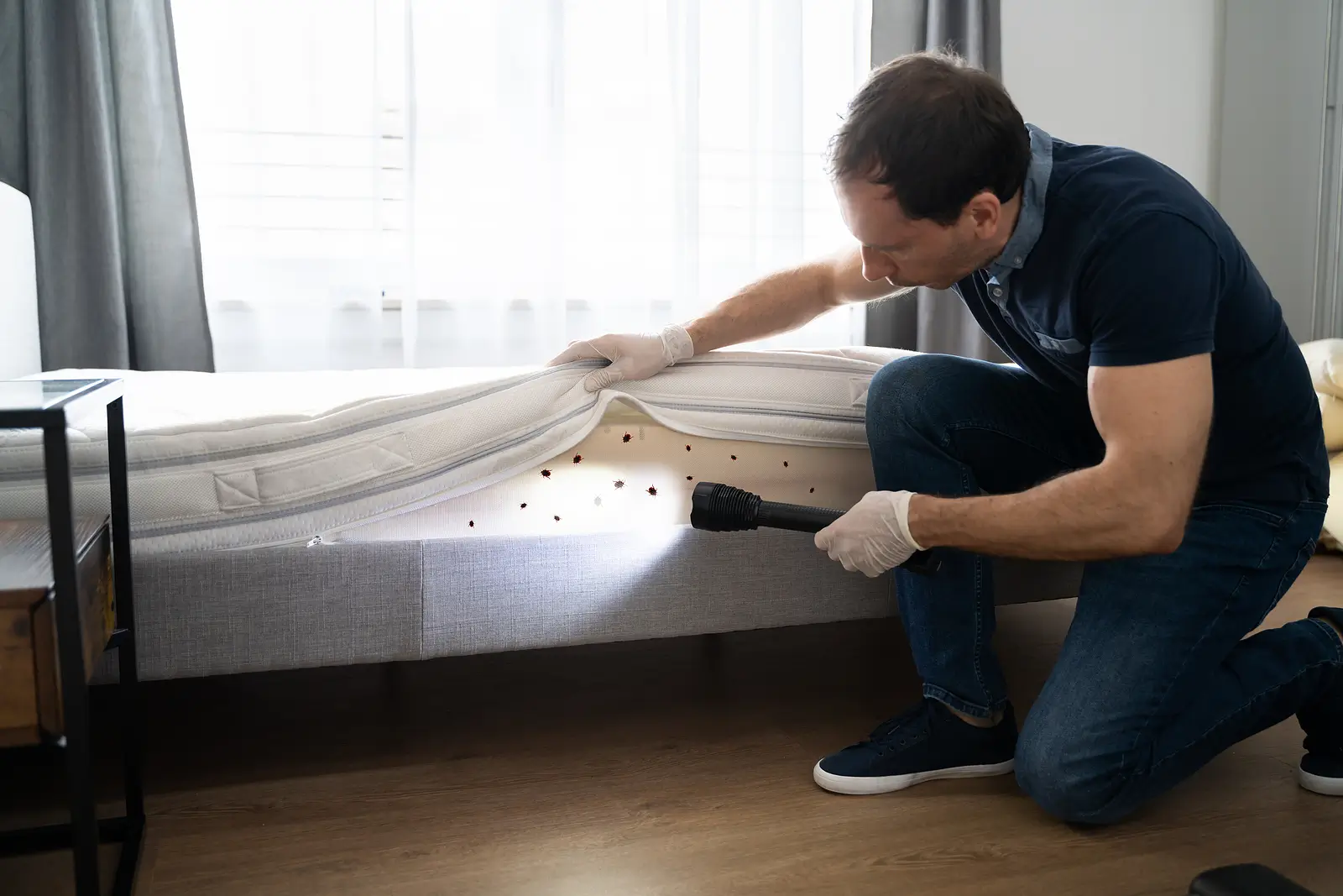 Bedbug Problems in Rentals? Prevention and Treatment Tips for Landlords
